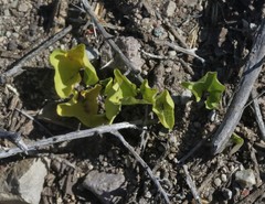 Dichondra occidentalis