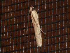 Cryptoblabes hemigypsa