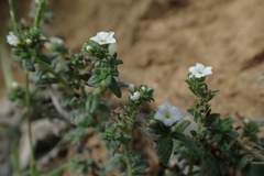 Heliotropium formosanum