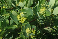 Wikstroemia