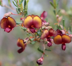 Bossiaea eriocarpa