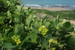 Wikstroemia