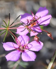 Platytheca galioides