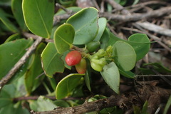 Wikstroemia retusa