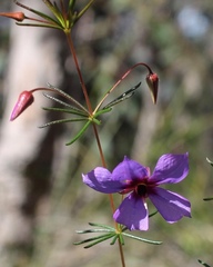 Platytheca galioides