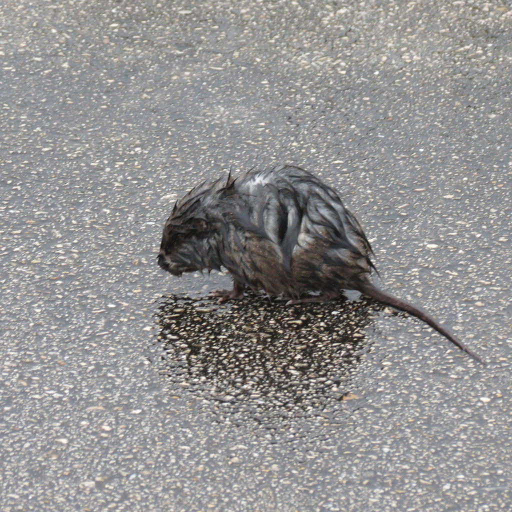 Round-tailed Muskrat From Palm Beach County, Fl, Usa On December 5 