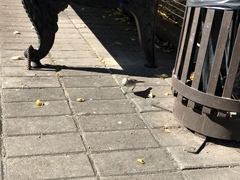 Motacilla alba