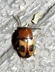 Poecilocrypticus formicophilus