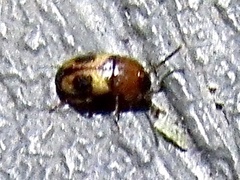 Poecilocrypticus formicophilus