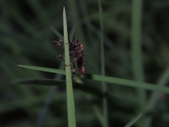 Acanthaspis concinnula