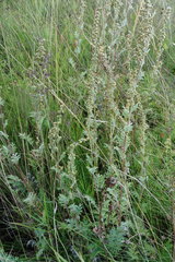 Artemisia armeniaca