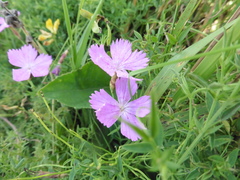 Dianthus campestris