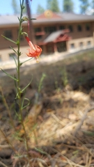 Ipomopsis aggregata formosissima