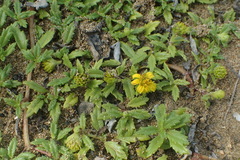 Wedelia prostrata