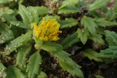 Wedelia prostrata
