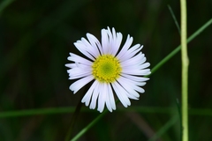 Allittia cardiocarpa