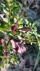 Chenopodium robertianum