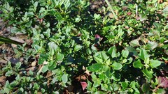 Chenopodium robertianum