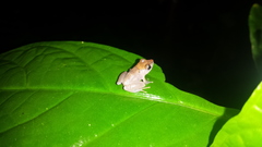 Pristimantis kichwarum