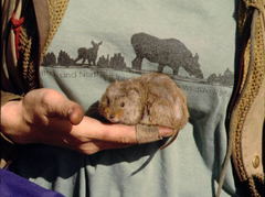 Taiga Vole photo 2