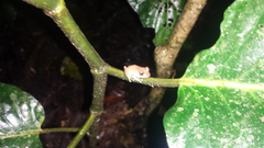 Pristimantis kichwarum