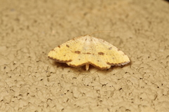 Macaria amboflava