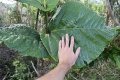 Coccoloba rugosa