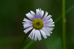 Allittia cardiocarpa