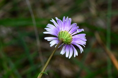 Allittia cardiocarpa