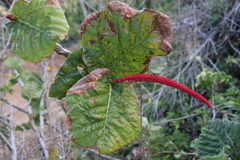 Coccoloba rugosa