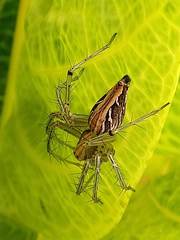 Oxyopes javanus