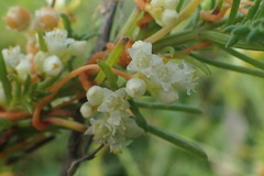 Cuscuta australis