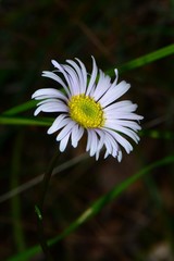 Allittia cardiocarpa