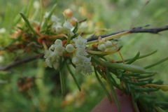 Cuscuta australis