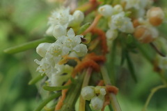 Cuscuta australis