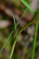 Allittia cardiocarpa