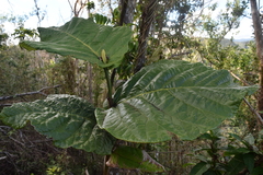 Coccoloba rugosa