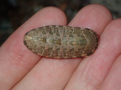 Rhyssoplax vauclusensis