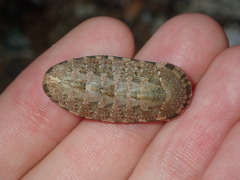 Rhyssoplax vauclusensis