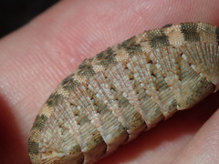 Rhyssoplax vauclusensis