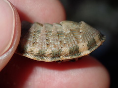 Rhyssoplax vauclusensis