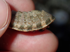 Rhyssoplax vauclusensis