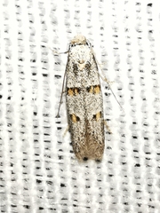 Symmocoides oxybiella