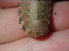 Rhyssoplax vauclusensis