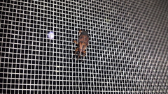 Metamasius hemipterus