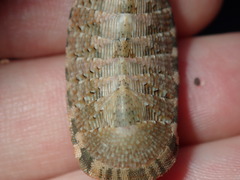 Rhyssoplax vauclusensis
