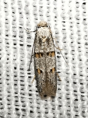 Symmocoides oxybiella