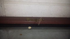 Thecadactylus solimoensis