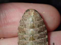 Rhyssoplax vauclusensis