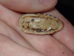 Rhyssoplax vauclusensis
